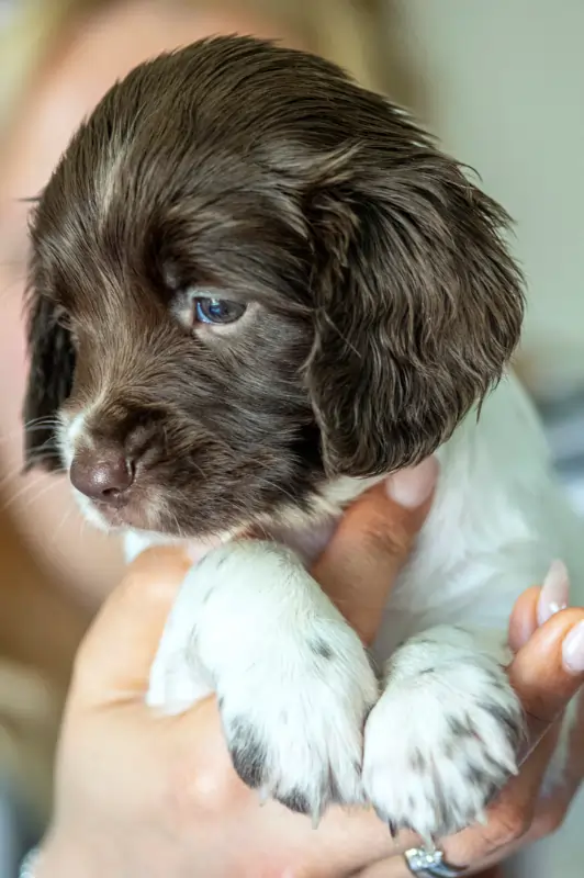 Picture of a four weeks old Springer Spaniel puppy.