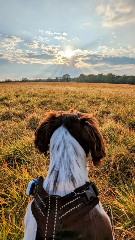 A dog is sitting on a grassy field, looking at the setting sun.