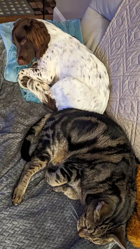 A Springer Spaniel and a Bengal cat are sleeping together on a sofa.