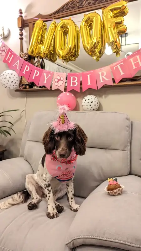 A dog on the sofa with a birthday sign and a cake beside them.
