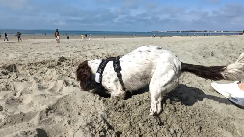 Springer Spaniel dog digging in the sand at the beach.