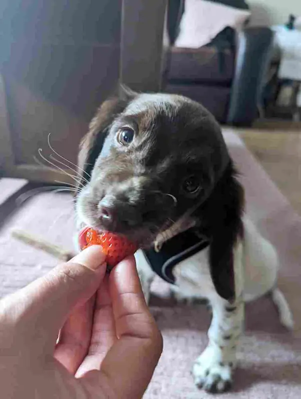 Molly an English Springer Spaniel eating strawberries.