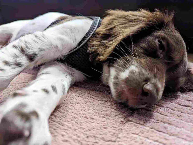 Our Springer Spaniel puppy is resting on the carpet.