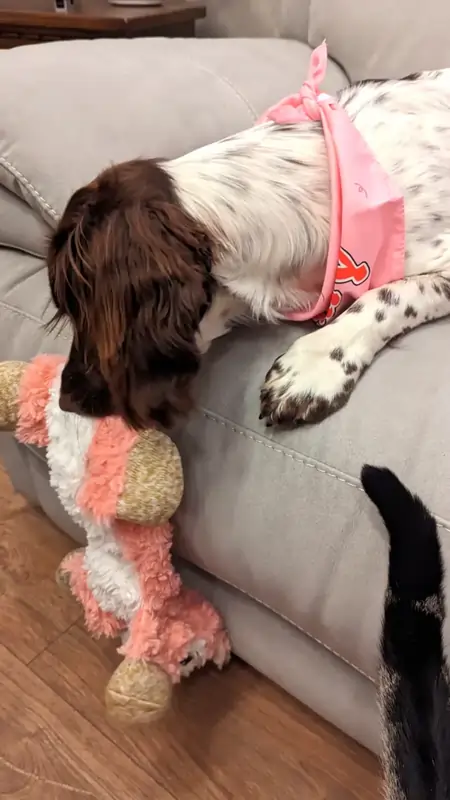 A Springer Spaniel dog is sitting on a sofa with a toy in her mouth.
