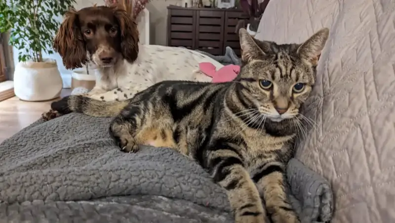 A one-year-old female Springer Spaniel next to a Bengal cat.