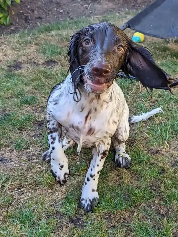 A wet Springer Spaniel dog is sitting on the grass and looking at the camera.