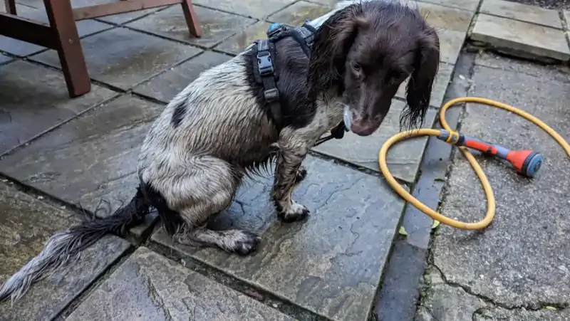 A muddy and wet dog after a winter walk.
