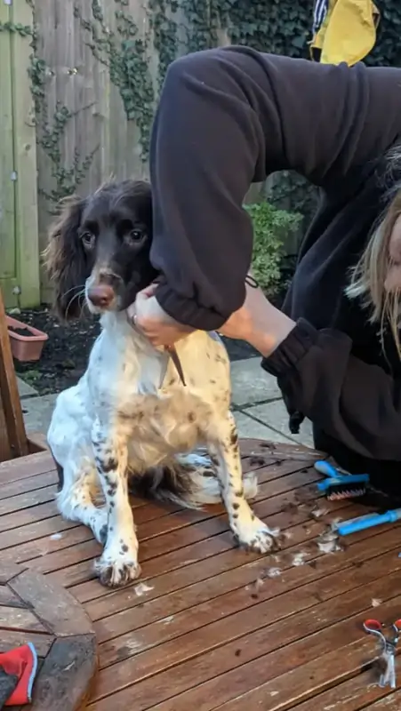 A Springer Spaniel dog stands on a garden table while being groomed.
