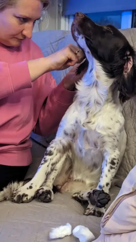 A woman is sitting on a sofa with a Springer Spaniel dog and cleaning the dog's ears.