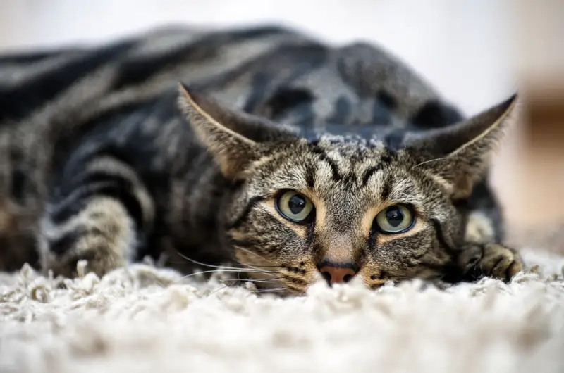 The Bengal cat is resting on the carpet.