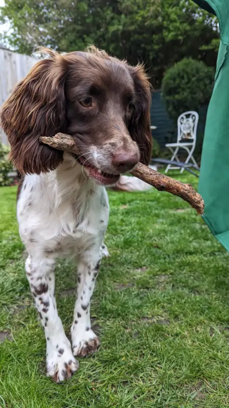 An English Springer Spaniel puppy with a stick in his mouth.