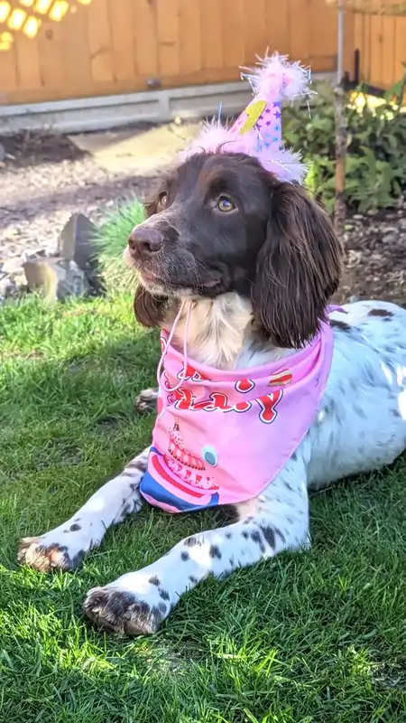 Our Springer Spaniel, Molly, is wearing a birthday bandana and a hat.