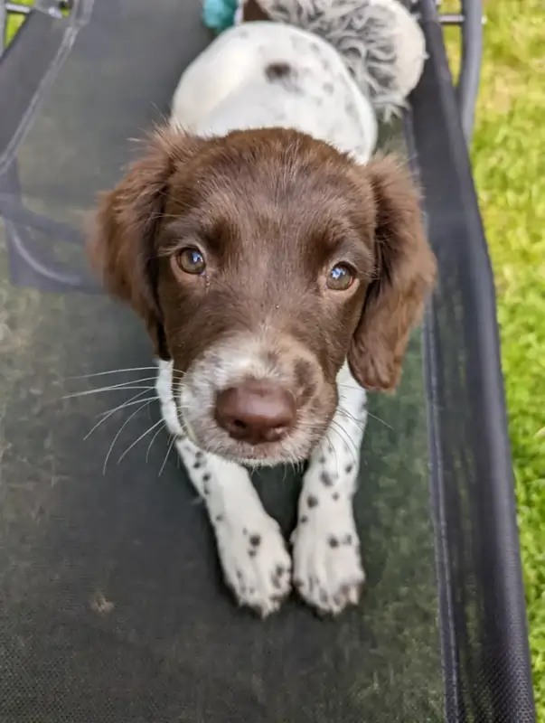 A puppy Springer Spaniel looking into the camera.