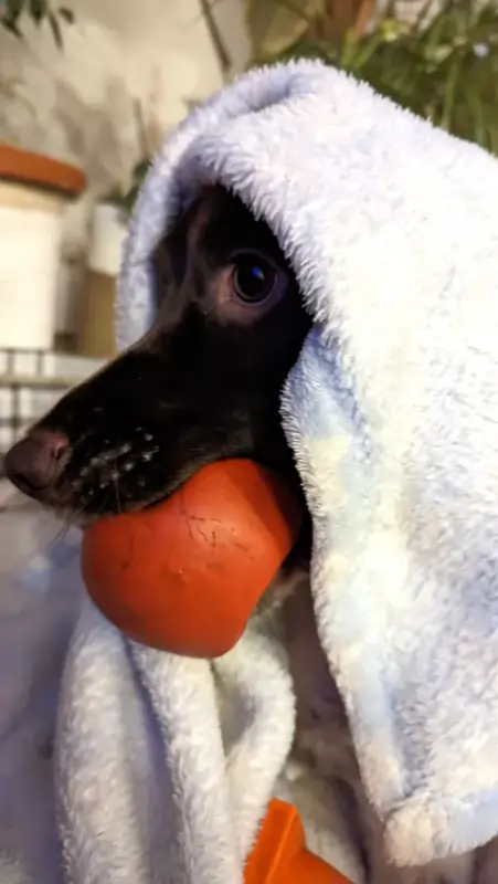 A dog has a ball in her mouth and a blanket draped over her head
