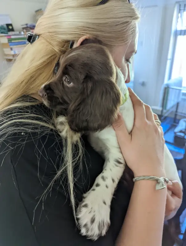 Eight weeks old English Springer Spaniel.