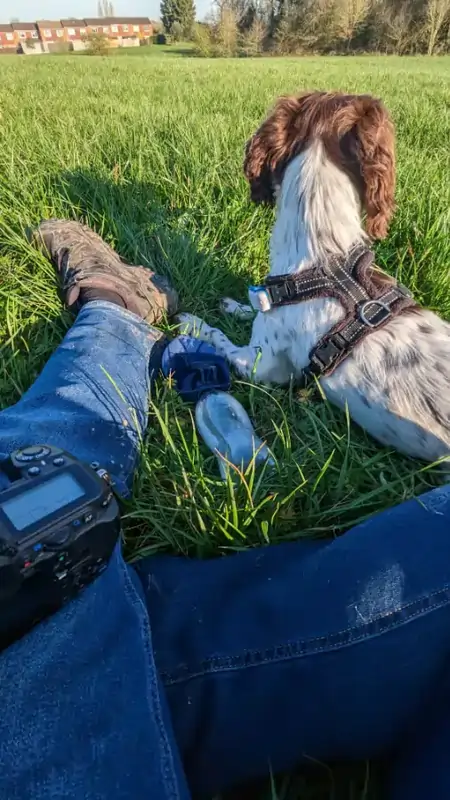 A man is sitting on a grassy field with a Springer Spaniel dog next to him.