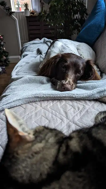 Springer Spaniel puppy and a Bengal cat taking a nap together on a sofa.
