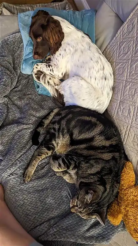 A Springer Spaniel puppy and a Bengal cat taking a nap on a sofa.
