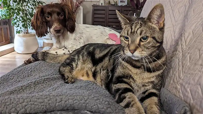 English Springer Spaniel puppy next to a Bengal cat on a sofa.