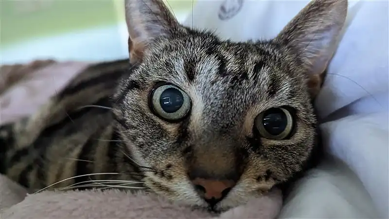 Our Bengal cat Bolt in our bed staring at me.