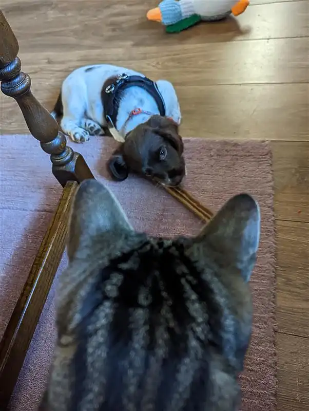 A Bengal cat investigating a Springer Spaniel puppy in our home.