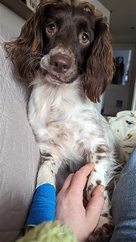 Molly the Springer Spaniel with a bandaged paw