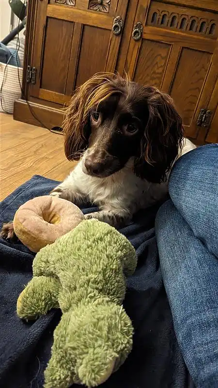A Springer Spaniel sitting comfortably on a blanket, with a green plush toy and a doughnut-shaped toy, looking up with a calm and attentive expression.