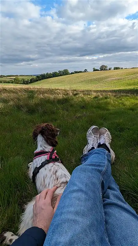 A man and a Springer Spaniel dog sits on the grass overlooking an expanse of grassy fields.