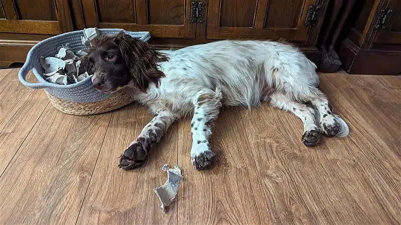 A weary Springer Spaniel rests on the floor next to a basket of shredded paper, evidencing a play session.