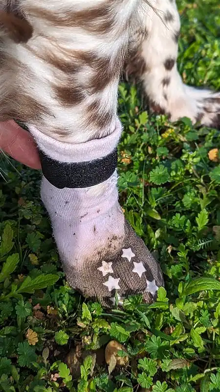 A close-up of a Springer Spaniel's bandaged front paw, covered with a baby sock adorned with star patterns, against a backdrop of greenery.