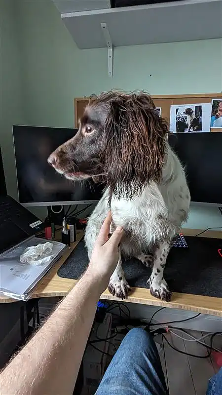 A Springer Spaniel perched attentively on an office desk, overseeing work with a human's hand on her.