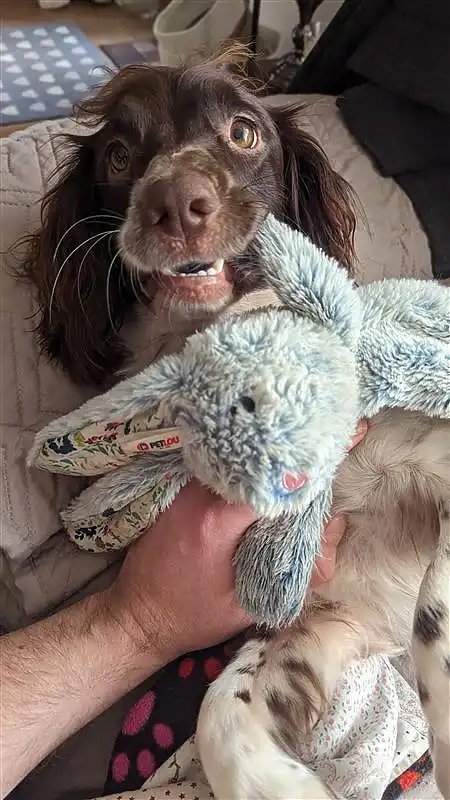 A cheerful brown and white Springer Spaniel holding a plush toy in its mouth, looking at the camera with bright, expressive eyes.