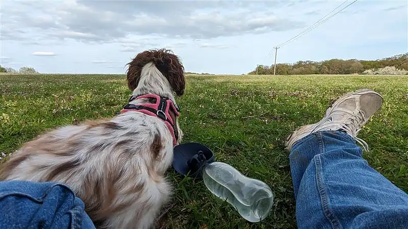 A Springer Spaniel lies beside its owner in a field, both gazing into the distance, with a water bottle nearby.