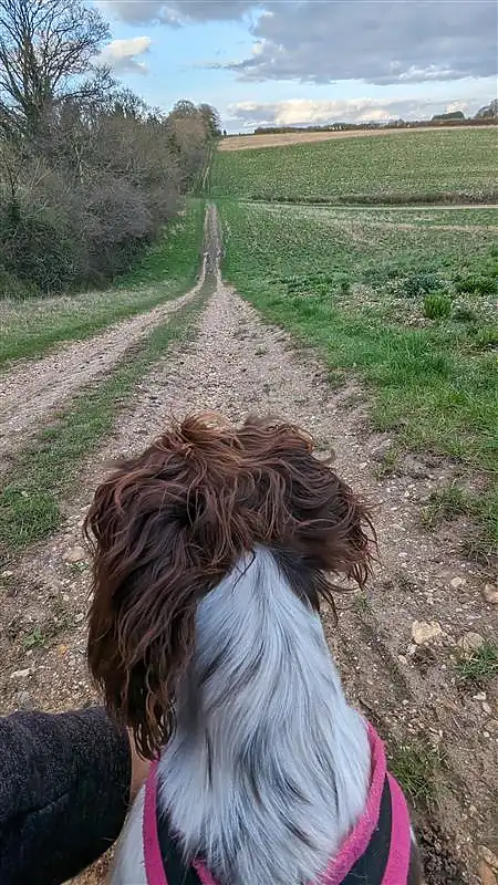 View from behind a Springer Spaniel's head overlooking a long straight countryside trail.