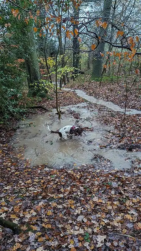 Springer Spaniel playing in the water stream after heavy rain